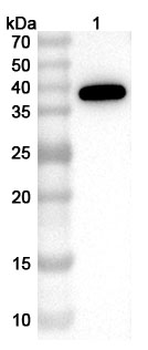 CDV F/Fusion glycoprotein F0 Rabbit Polyclonal Antibody