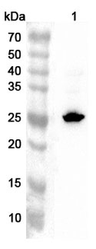 THOC7 Rabbit Polyclonal Antibody