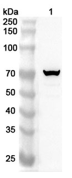 B4GALNT1 Rabbit Polyclonal Antibody