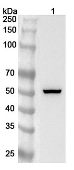TGFB3 Rabbit Polyclonal Antibody