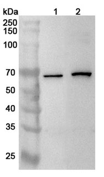 GPS1 Rabbit Polyclonal Antibody