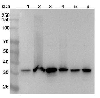 MRPS35 Rabbit Polyclonal Antibody