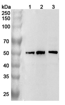 DTNBP1 Rabbit Polyclonal Antibody