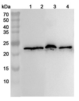 MYL1 Rabbit Polyclonal Antibody