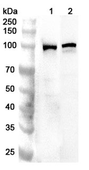 PDE5A Rabbit Polyclonal Antibody