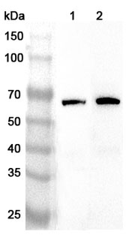 AMFR Rabbit Polyclonal Antibody