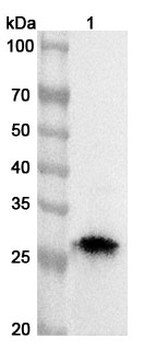 NR0B2 Rabbit Polyclonal Antibody