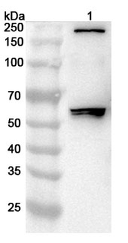 IGSF9 Rabbit Polyclonal Antibody