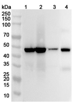 TXNDC5 Rabbit Polyclonal Antibody