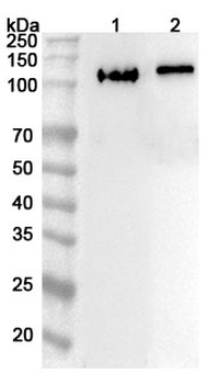 KIF18A Rabbit Polyclonal Antibody