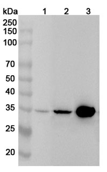 TYMS Rabbit Polyclonal Antibody