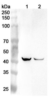 PDGFC Rabbit Polyclonal Antibody