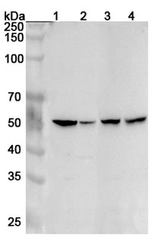 HTR2A Rabbit Polyclonal Antibody