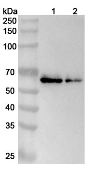 CEP55 Rabbit Polyclonal Antibody