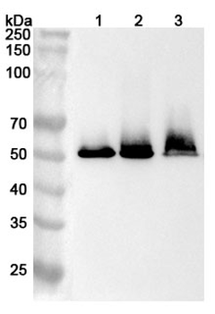 GSR Rabbit Polyclonal Antibody
