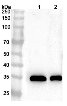 MFAP4 Rabbit Polyclonal Antibody