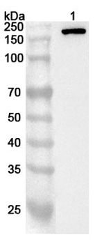BAZ1A Rabbit Polyclonal Antibody