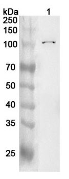 LGR4 Rabbit Polyclonal Antibody