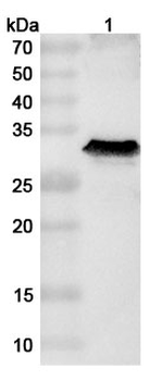 Influenza A virus (H18N11) HA/Hemagglutinin Rabbit Polyclonal Antibody