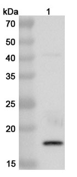 Soybean Gly m 4/PR-10 Rabbit Polyclonal Antibody