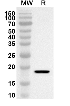 Soybean Gly m 4/PR-10 Rabbit Polyclonal Antibody