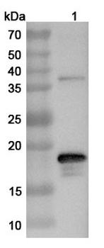 Neosartorya fumigata Asp f 1/mitF Rabbit Polyclonal Antibody