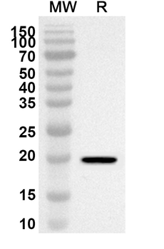 Neosartorya fumigata Asp f 1/mitF Rabbit Polyclonal Antibody