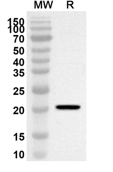 European hazel Cor a 1 Rabbit Polyclonal Antibody