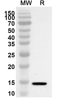 Common timothy PHLPII/Phl p 2 Rabbit Polyclonal Antibody