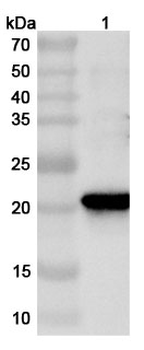 Mugwort Art v 1 Rabbit Polyclonal Antibody