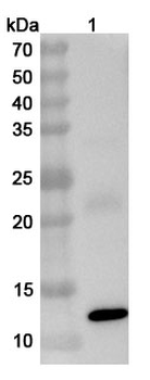 Peach Pru p 1/Pru p 3 Rabbit Polyclonal Antibody