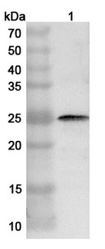 Peanut Ara h 1 Rabbit Polyclonal Antibody