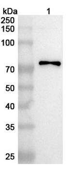 Peanut Ara h 1 Rabbit Polyclonal Antibody