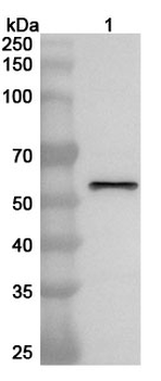 Peanut Ara h 1 Rabbit Polyclonal Antibody