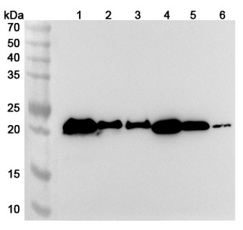 PTPRR Rabbit Polyclonal Antibody