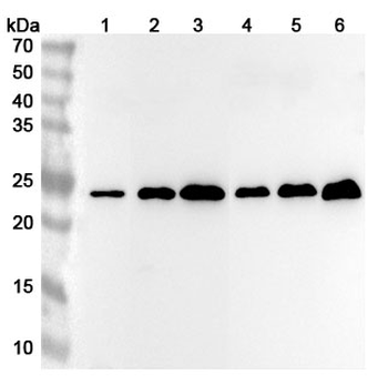 RALB Rabbit Polyclonal Antibody