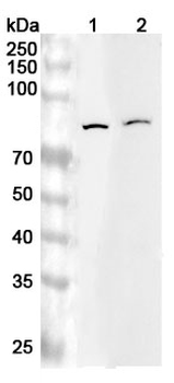 MOGS Rabbit Polyclonal Antibody
