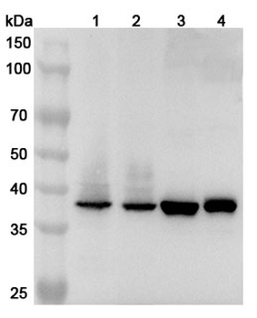 GDAP1 Rabbit Polyclonal Antibody