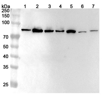 SEMA3A Rabbit Polyclonal Antibody