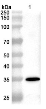 EBV/HHV-4 BZLF1 Rabbit Polyclonal Antibody