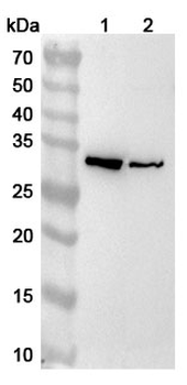 CASP3/Caspase-3 Rabbit Polyclonal Antibody