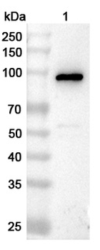 C4-B Rabbit Polyclonal Antibody