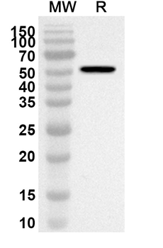 BCCV N/Nucleoprotein Rabbit Polyclonal Antibody