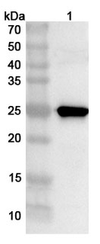ASFV A238L Rabbit Polyclonal Antibody
