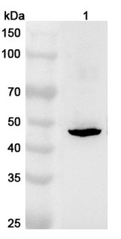 TAPBPL Rabbit Polyclonal Antibody