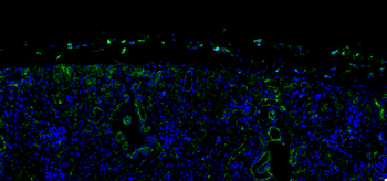 STING1/TMEM173 Rabbit Polyclonal Antibody