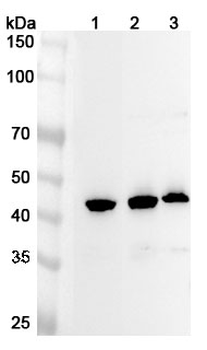NUCB2 Rabbit Polyclonal Antibody