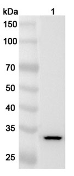 MPST Rabbit Polyclonal Antibody