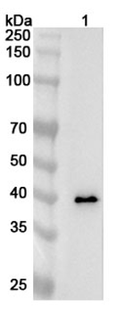 AZGP1 Rabbit Polyclonal Antibody