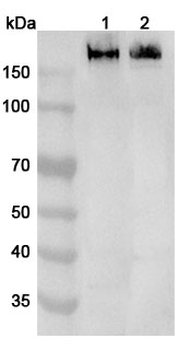 CD11b/ITGAM Rabbit Polyclonal Antibody
